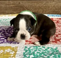 Spike, a male Boston Terrier for sale in Montevideo, MN – Photo 5 of 9