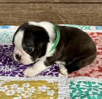 Spike, a male Boston Terrier for sale in Montevideo, MN – Photo 4 of 9