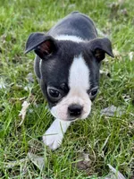 Spike, a male Boston Terrier for sale in Montevideo, MN – 2 of 7