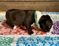 Spike, a male Boston Terrier for sale in Montevideo, MN – Photo 3 of 9