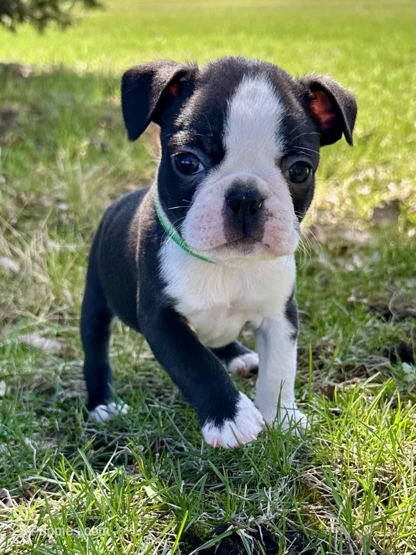 Spike – Boston Terrier puppy for sale in Montevideo, MN