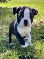 Spike, a male Boston Terrier for sale in Montevideo, MN – 1 of 7