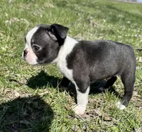 Spike, a male Boston Terrier for sale in Montevideo, MN – 6 of 7