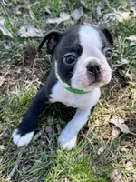 Spike, a male Boston Terrier for sale in Montevideo, MN – 3 of 7