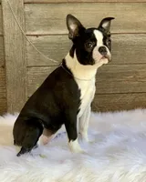 Spike, a male Boston Terrier for sale in Montevideo, MN – Photo 8 of 9