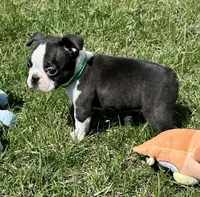 Spike, a male Boston Terrier for sale in Montevideo, MN – 5 of 7