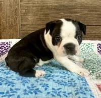 Dillon , a male Boston Terrier for sale in Montevideo, MN – 4 of 8