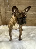 Jaxson , a male Boston Terrier and French Bulldog for sale in Montevideo, MN – 2 of 3