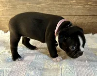 Remi, a female Boston Terrier for sale in Montevideo, MN – Photo 3 of 10