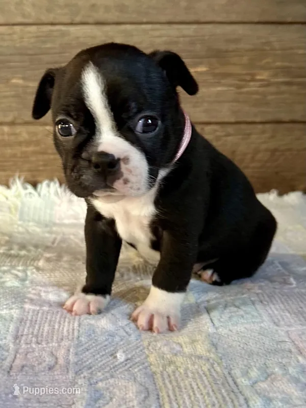 Remi – Boston Terrier puppy for sale in Montevideo, MN
