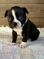 Remi, a female Boston Terrier for sale in Montevideo, MN – Photo 1 of 10