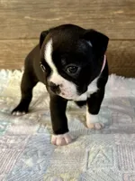 Remi, a female Boston Terrier for sale in Montevideo, MN – Photo 2 of 10