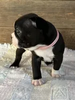 Remi, a female Boston Terrier for sale in Montevideo, MN – Photo 5 of 10