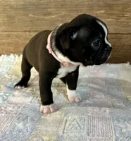 Remi, a female Boston Terrier for sale in Montevideo, MN – Photo 7 of 10