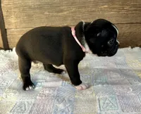 Remi, a female Boston Terrier for sale in Montevideo, MN – Photo 9 of 10