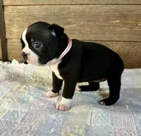 Remi, a female Boston Terrier for sale in Montevideo, MN – Photo 6 of 10