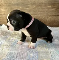 Remi, a female Boston Terrier for sale in Montevideo, MN – Photo 8 of 10