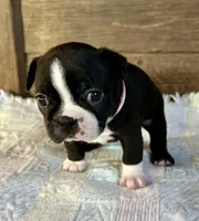 Remi, a female Boston Terrier for sale in Montevideo, MN – Photo 4 of 10