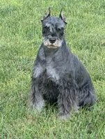 Maggie, a female Miniature Schnauzer for sale in Montevideo, MN – 10 of 10