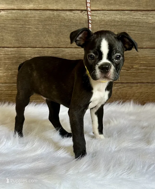 Dexter – Boston Terrier puppy for sale in Montevideo, MN