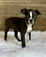Dexter, a male Boston Terrier for sale in Montevideo, MN – 1 of 9