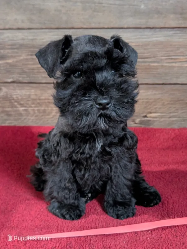 Gabby Red Collar – Miniature Schnauzer puppy for sale in Montevideo, MN