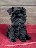 Gabby Red Collar, a male Miniature Schnauzer for sale in Montevideo, MN – 1 of 9