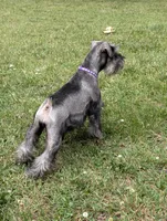 Diva F, a female Miniature Schnauzer for sale in Montevideo, MN – 3 of 9