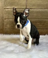 Thor, a male Boston Terrier for sale in Montevideo, MN – 2 of 10