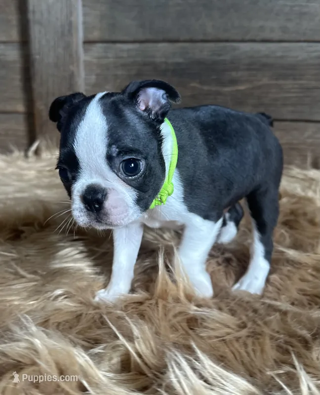 Porter – Boston Terrier puppy for sale in Montevideo, MN