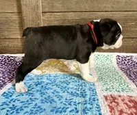 Bryce, a male Boston Terrier for sale in Montevideo, MN – 3 of 8