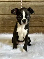 Dexter, a male Boston Terrier for sale in Montevideo, MN – 5 of 9