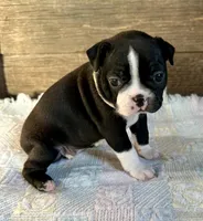 Lexie , a female Boston Terrier for sale in Montevideo, MN – Photo 8 of 9