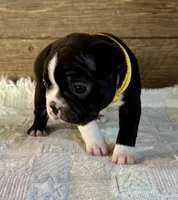 Lexie , a female Boston Terrier for sale in Montevideo, MN – Photo 5 of 9