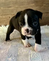 Lexie , a female Boston Terrier for sale in Montevideo, MN – Photo 3 of 9