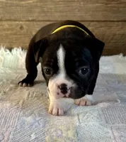 Lexie , a female Boston Terrier for sale in Montevideo, MN – Photo 4 of 9