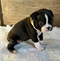 Lexie , a female Boston Terrier for sale in Montevideo, MN – Photo 9 of 9