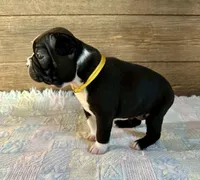 Lexie , a female Boston Terrier for sale in Montevideo, MN – Photo 7 of 9