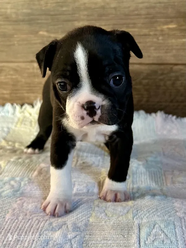 Lexie  – Boston Terrier puppy on hold in Montevideo, MN