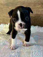 Lexie , a female Boston Terrier for sale in Montevideo, MN – Photo 1 of 9