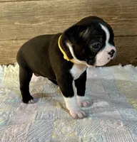 Lexie , a female Boston Terrier for sale in Montevideo, MN – Photo 6 of 9