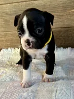 Lexie , a female Boston Terrier for sale in Montevideo, MN – Photo 2 of 9