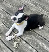 Tucker , a male Boston Terrier for sale in Montevideo, MN – 5 of 8