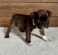 Harlin, a male Boston Terrier and French Bulldog for sale in Montevideo, MN – 5 of 9