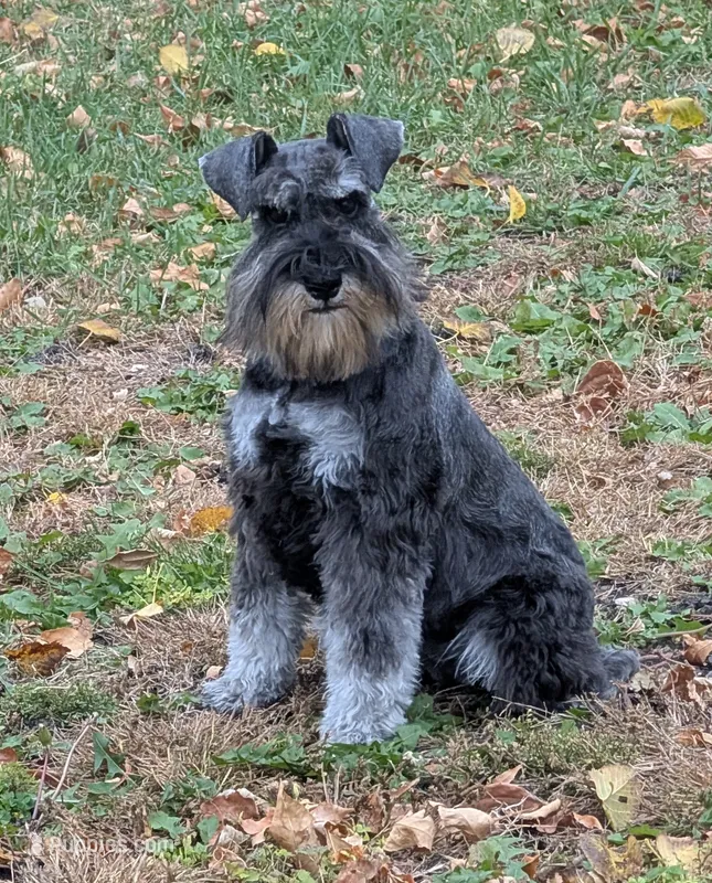 Maggie – Miniature Schnauzer puppy for sale in Montevideo, MN