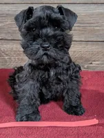 Gabby Red Collar, a male Miniature Schnauzer for sale in Montevideo, MN – 7 of 9