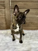 Tyson, a male Boston Terrier and French Bulldog for sale in Montevideo, MN – 3 of 5
