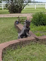 Diva F, a female Miniature Schnauzer for sale in Montevideo, MN – 2 of 9