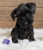 Gabby Purple Collar, a  Miniature Schnauzer for sale in Montevideo, MN – 1 of 3