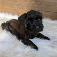 Gabby Purple Collar, a  Miniature Schnauzer for sale in Montevideo, MN – 3 of 3